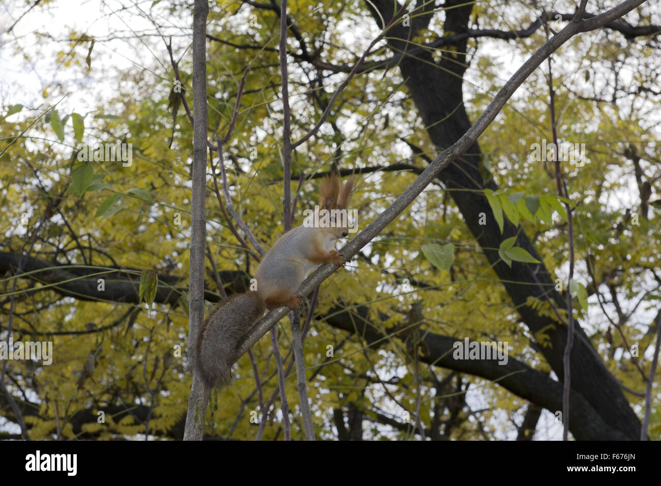 Scoiattolo rosso o rosso eurasiatico scoiattolo (Sciurus vulgaris) è seduta su un ramo della struttura Crown, Odessa, Ucraina, Euro orientale Foto Stock