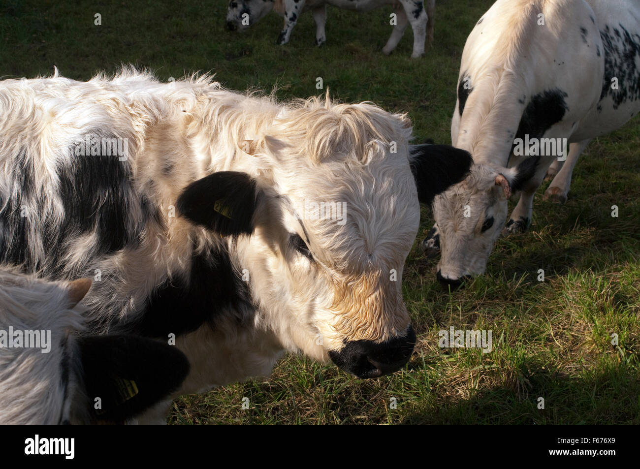 Pustertaler Schecken,, la cotenna Foto Stock