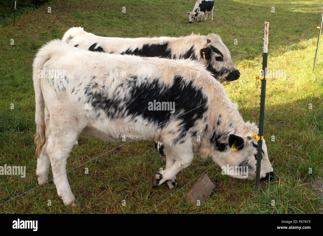 Pustertaler Schecken,, la cotenna Foto Stock