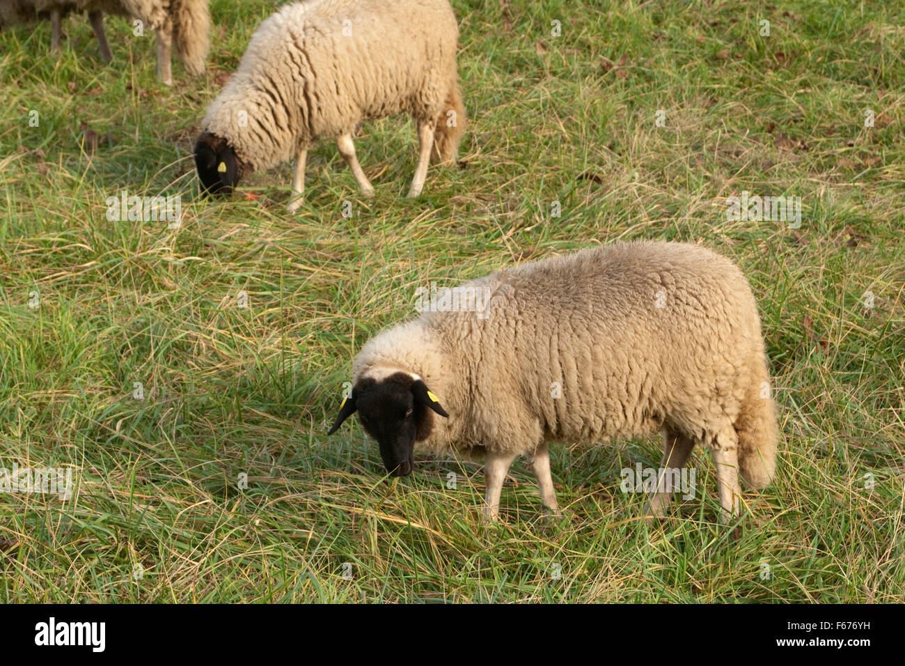 Rhoenschafe, Arche-Hof, Bedrohte Foto Stock