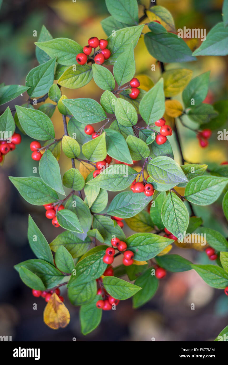 Cortoneaster colori d'autunno foglie e bacche rosse Foto Stock