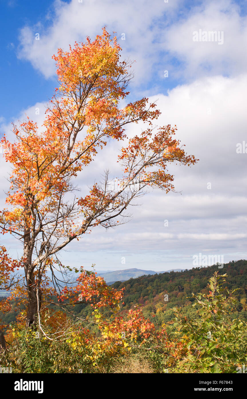 Albero con fogliame di autunno Skyline Drive, Parco Nazionale di Shenandoah, Virginia, Stati Uniti d'America Foto Stock