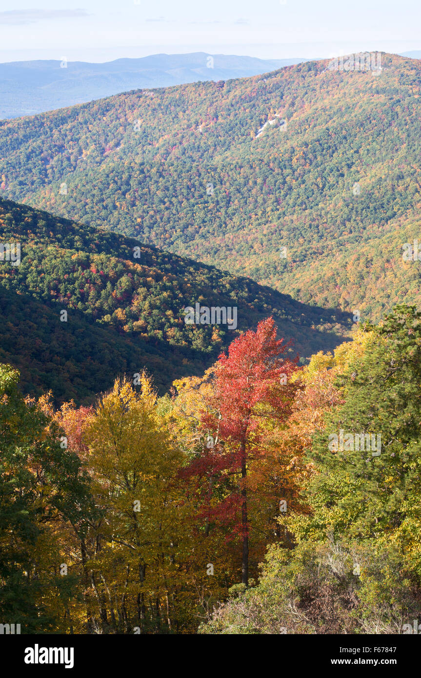 Caduta di fogliame colori Skyline Drive, Parco Nazionale di Shenandoah, Virginia, Stati Uniti d'America Foto Stock
