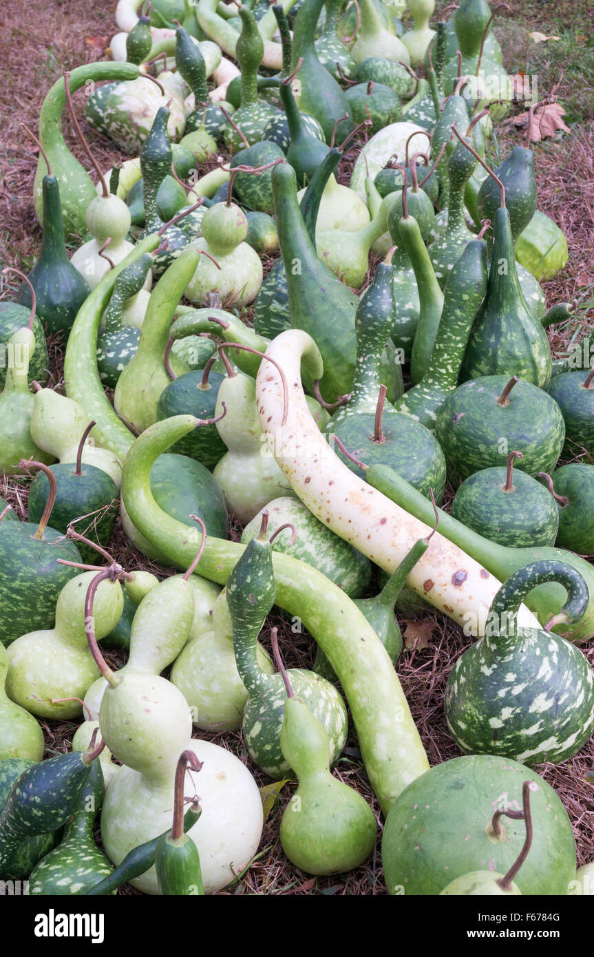 Raccolta di zucche mista a tombe' Mountain Apple Harvest Festival, Virginia, Stati Uniti d'America Foto Stock