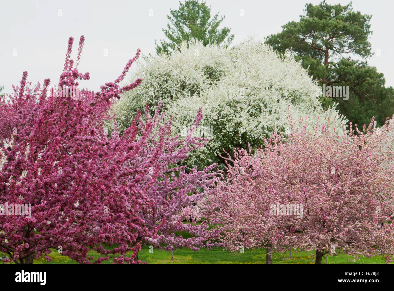 Crabapples varietà in fiore - fotografati a le arie Den Boer arboreturm in Des Moines Foto Stock