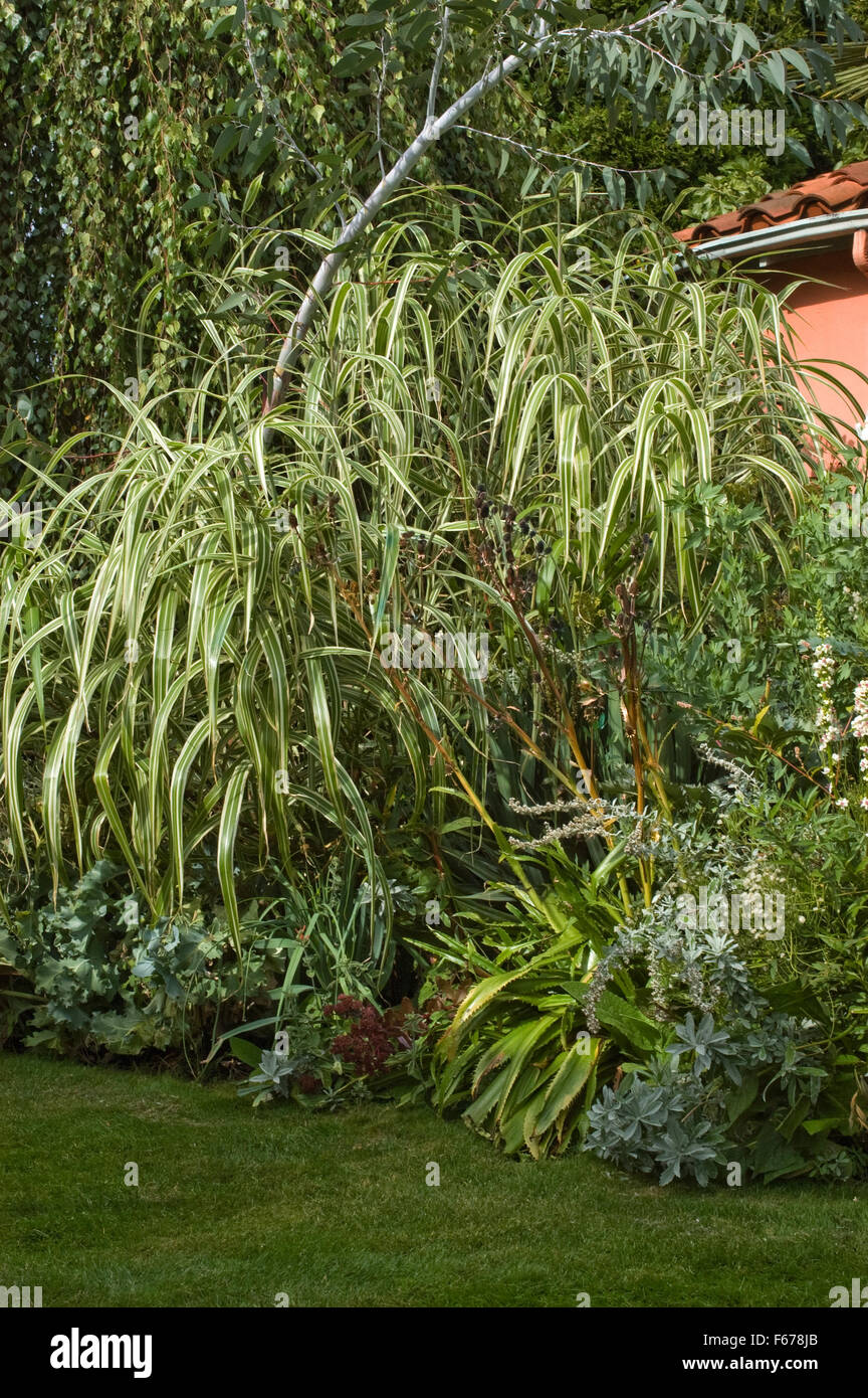 Arundo donax variegata Foto Stock