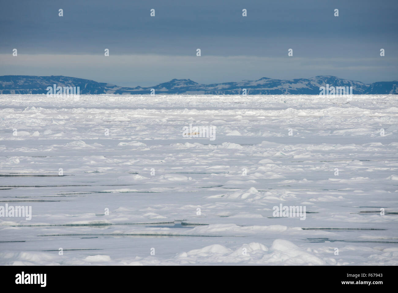 Norvegia, il Mare di Barents, Svalbard, Nordaustlandet. Flusso di ghiaccio entro il Nordaust-Svalbard Riserva Naturale. Orso polare su ghiaccio floe. Foto Stock