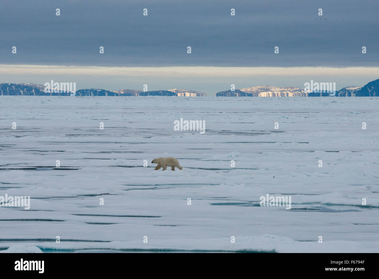 Norvegia, il Mare di Barents, Svalbard, Nordaustlandet. Flusso di ghiaccio entro il Nordaust-Svalbard Riserva Naturale. Orso polare sul flusso di ghiaccio. Foto Stock