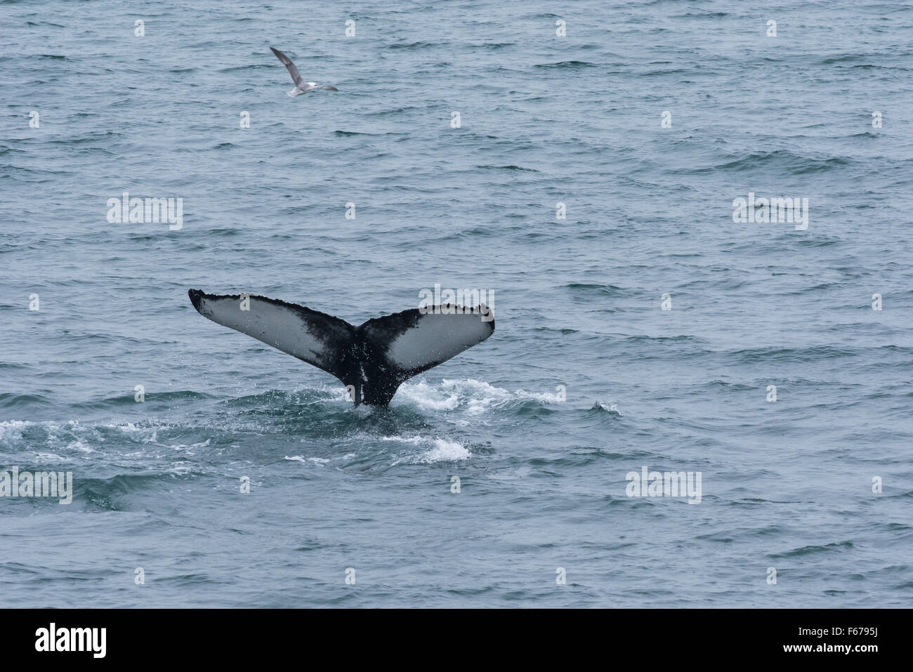 L'Islanda, Akureyri, whale watching in Eyjafjorour. Humpback Whale (Wild: Megaptera novaeangliae). Foto Stock