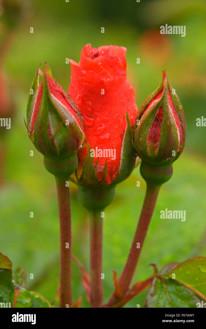 Profumo di rosa, International Rose Garden, Washington Park, Portland, Oregon Foto Stock