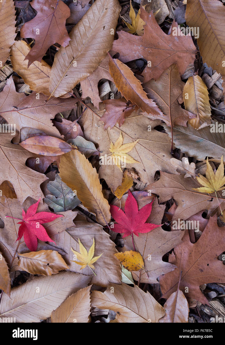Castanea sativa. Caduto il dolce di castagno, quercia, e acer le foglie in autunno. Regno Unito Foto Stock