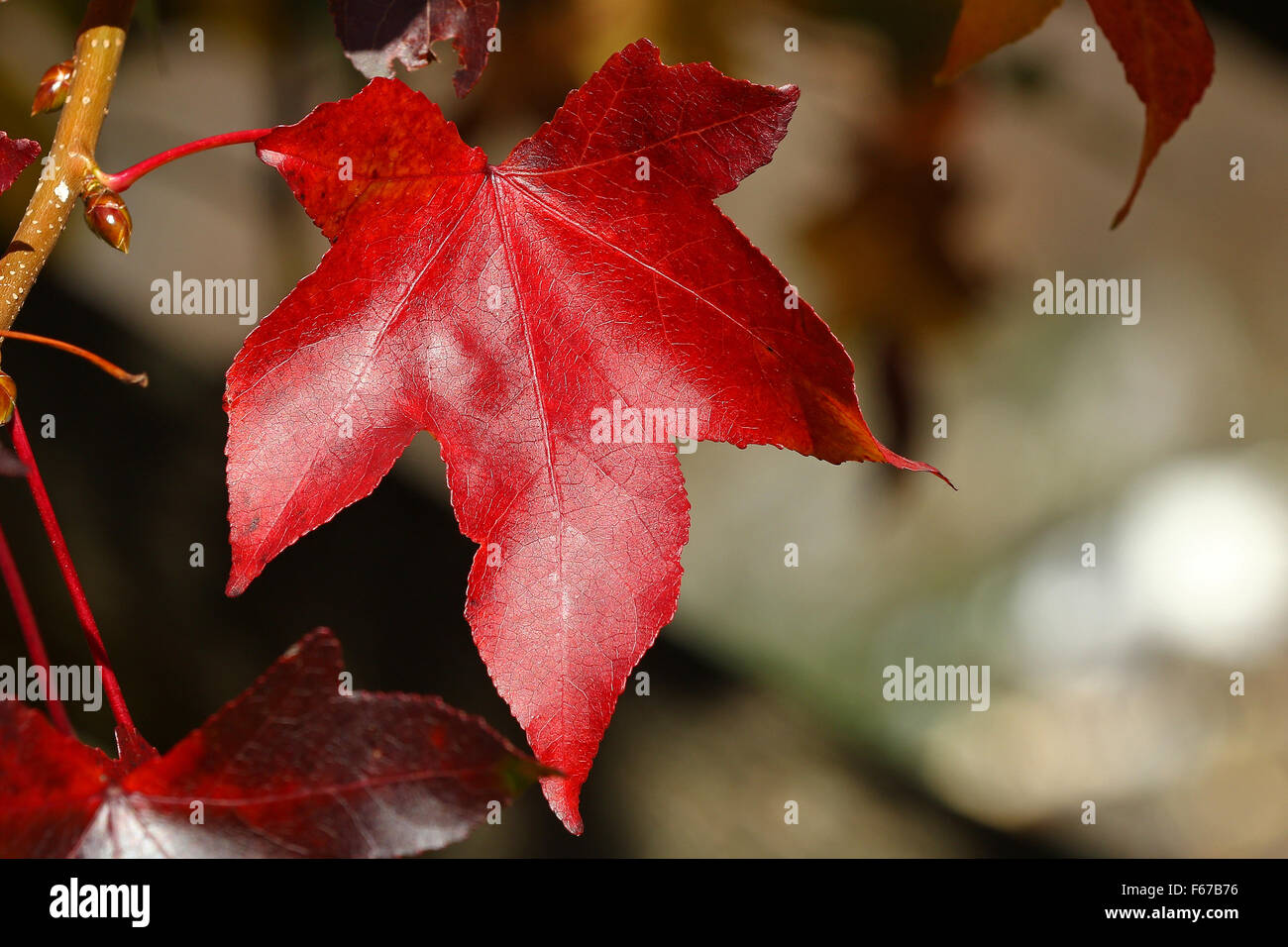 Vino rosso colorato Foglie di autunno Foto Stock