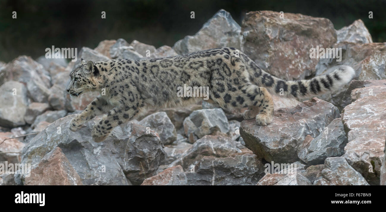 Snow Leopard in azione Foto Stock