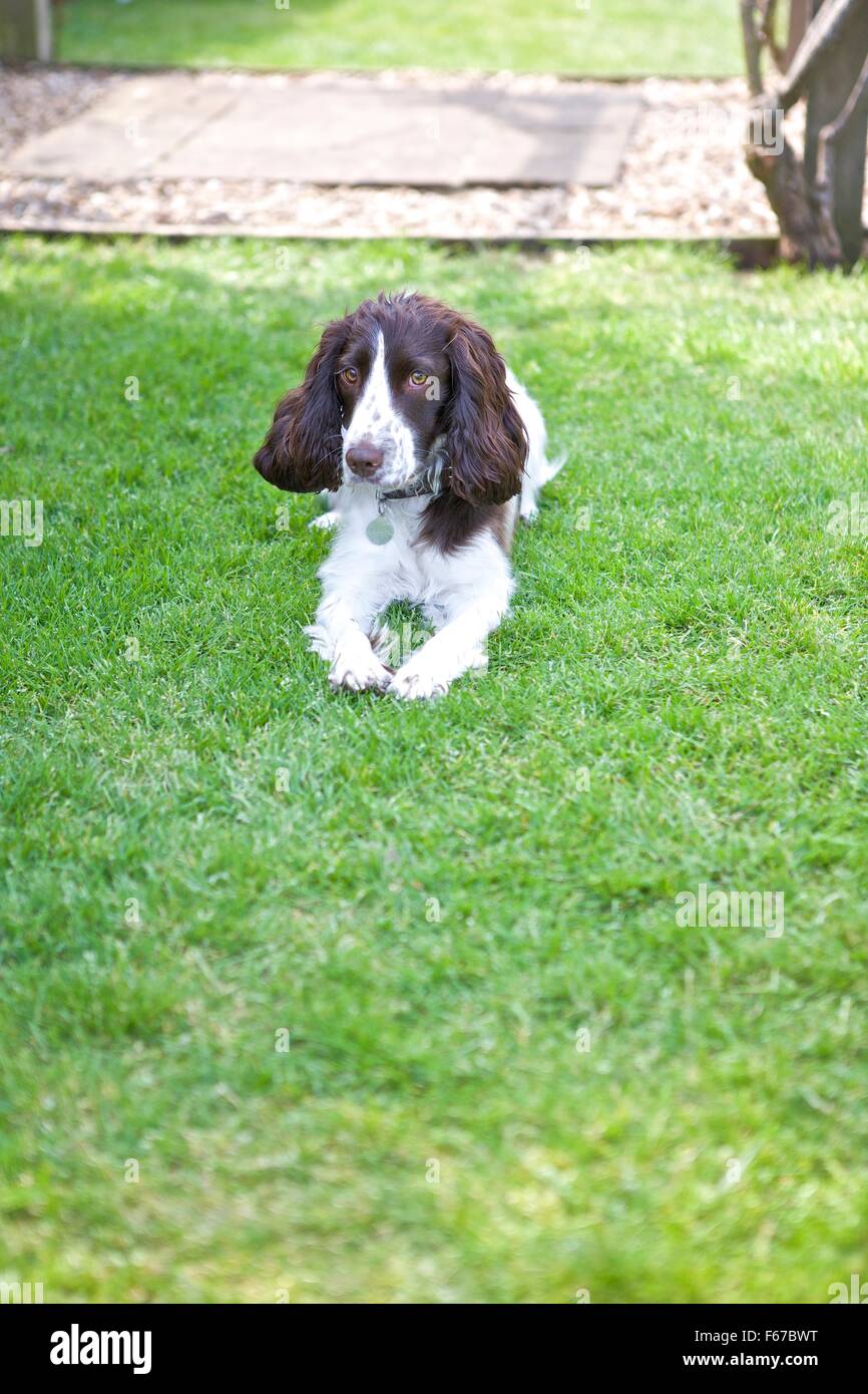 Spaniel cucciolo. Foto Stock