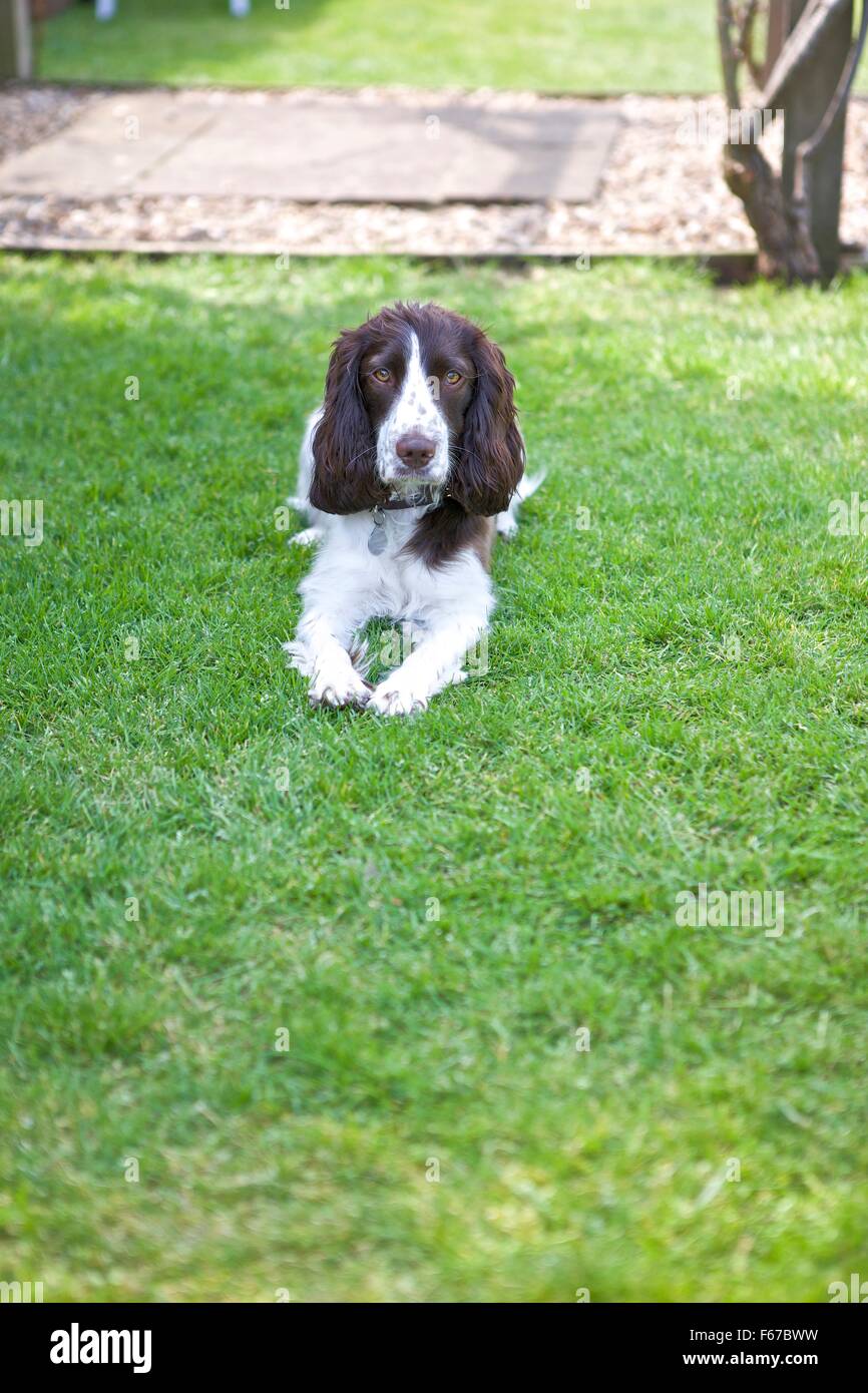 Spaniel cucciolo. Foto Stock