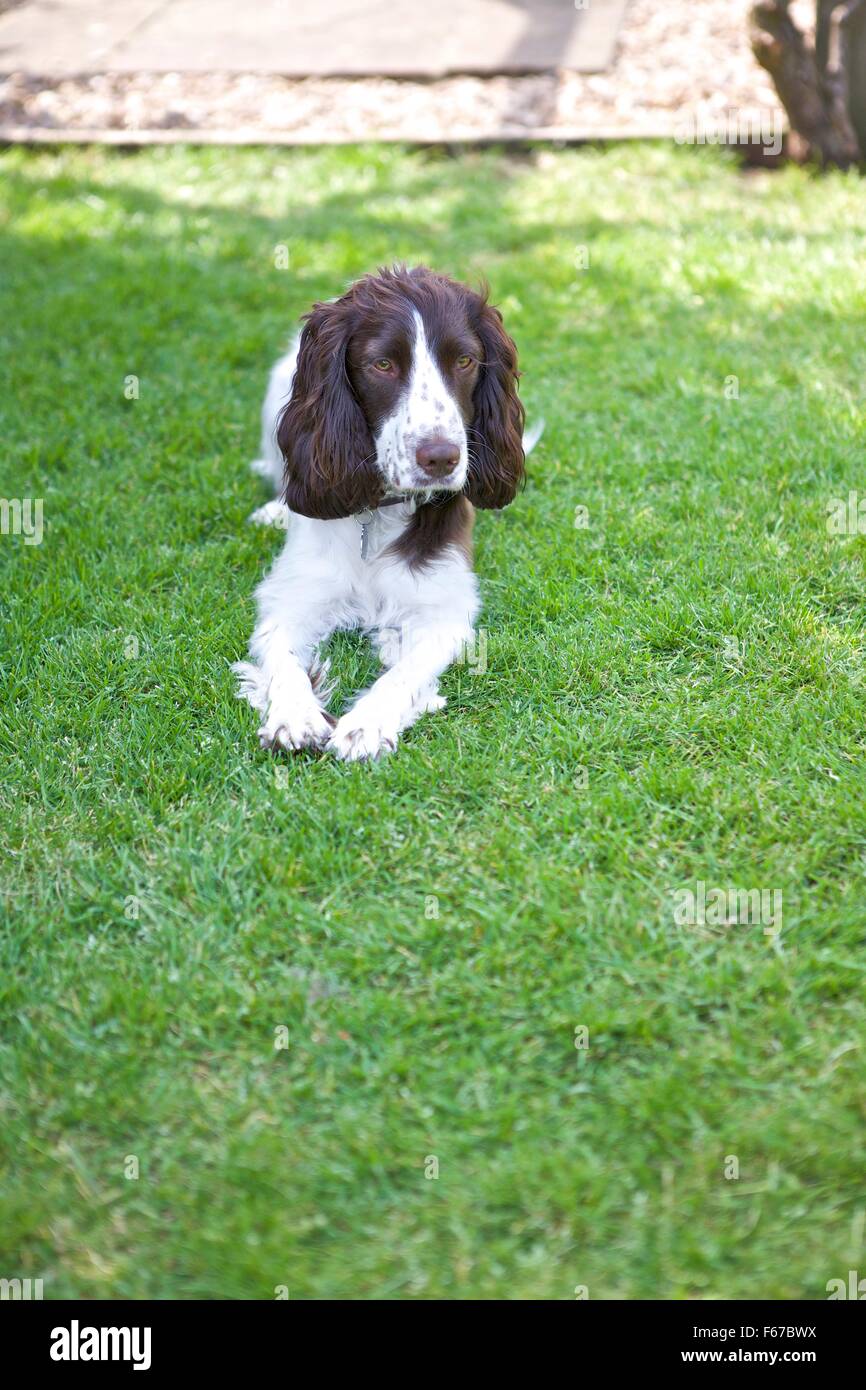 Spaniel cucciolo. Foto Stock
