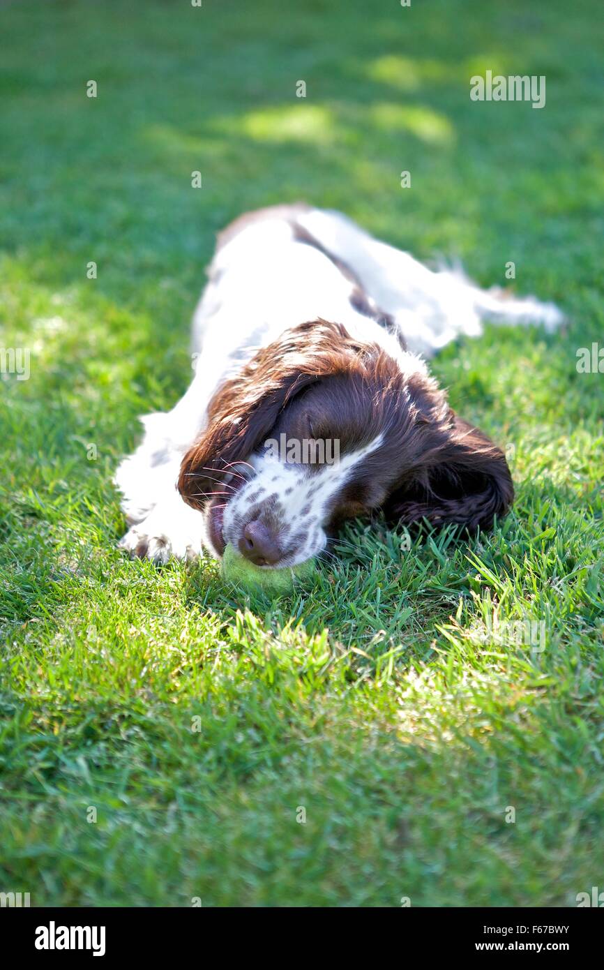 Spaniel cucciolo. Foto Stock
