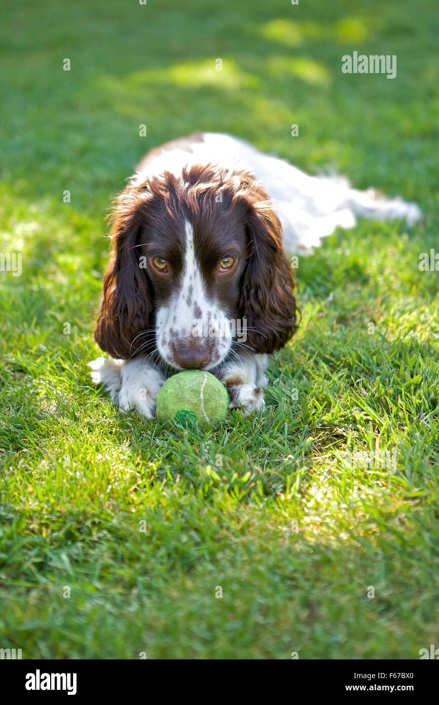 Spaniel cucciolo. Foto Stock