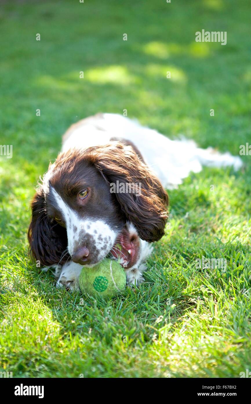 Spaniel cucciolo. Foto Stock