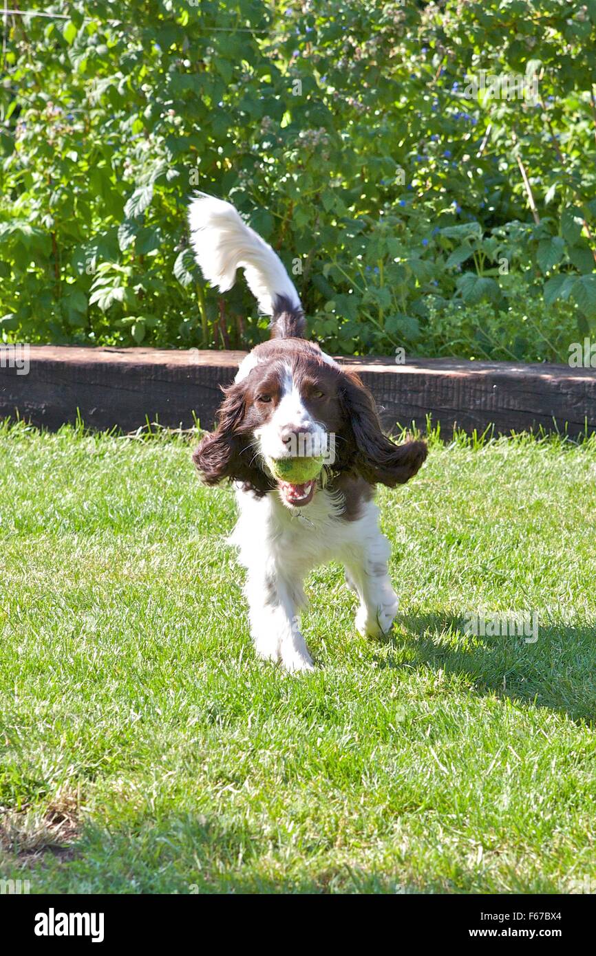 Spaniel cucciolo. Foto Stock