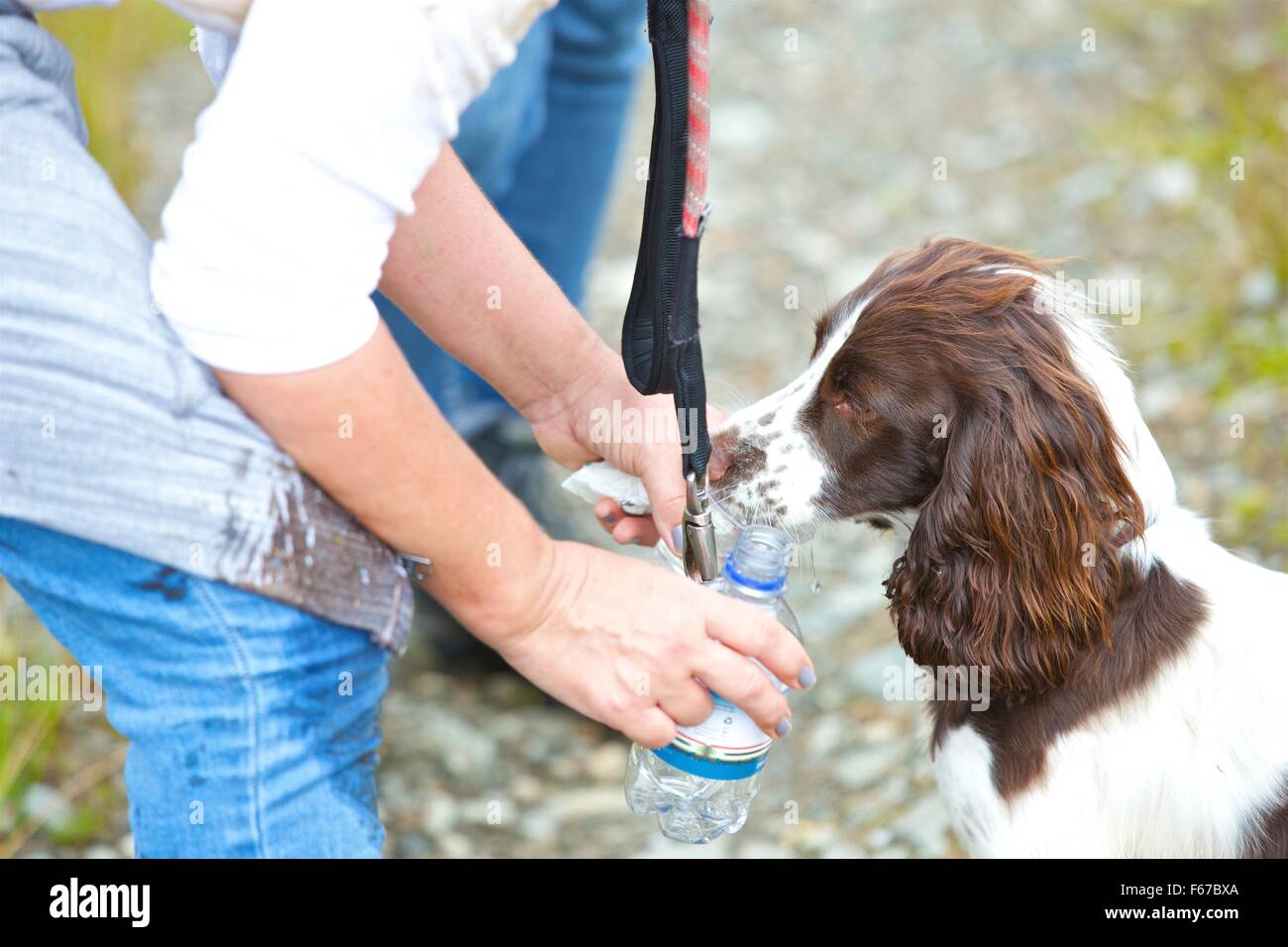 Spaniel cucciolo. Foto Stock