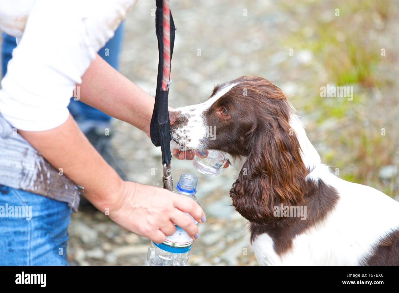 Spaniel cucciolo. Foto Stock