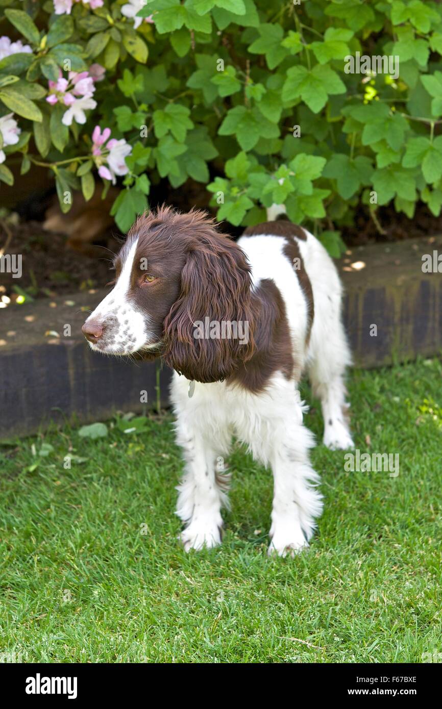 Spaniel cucciolo. Foto Stock