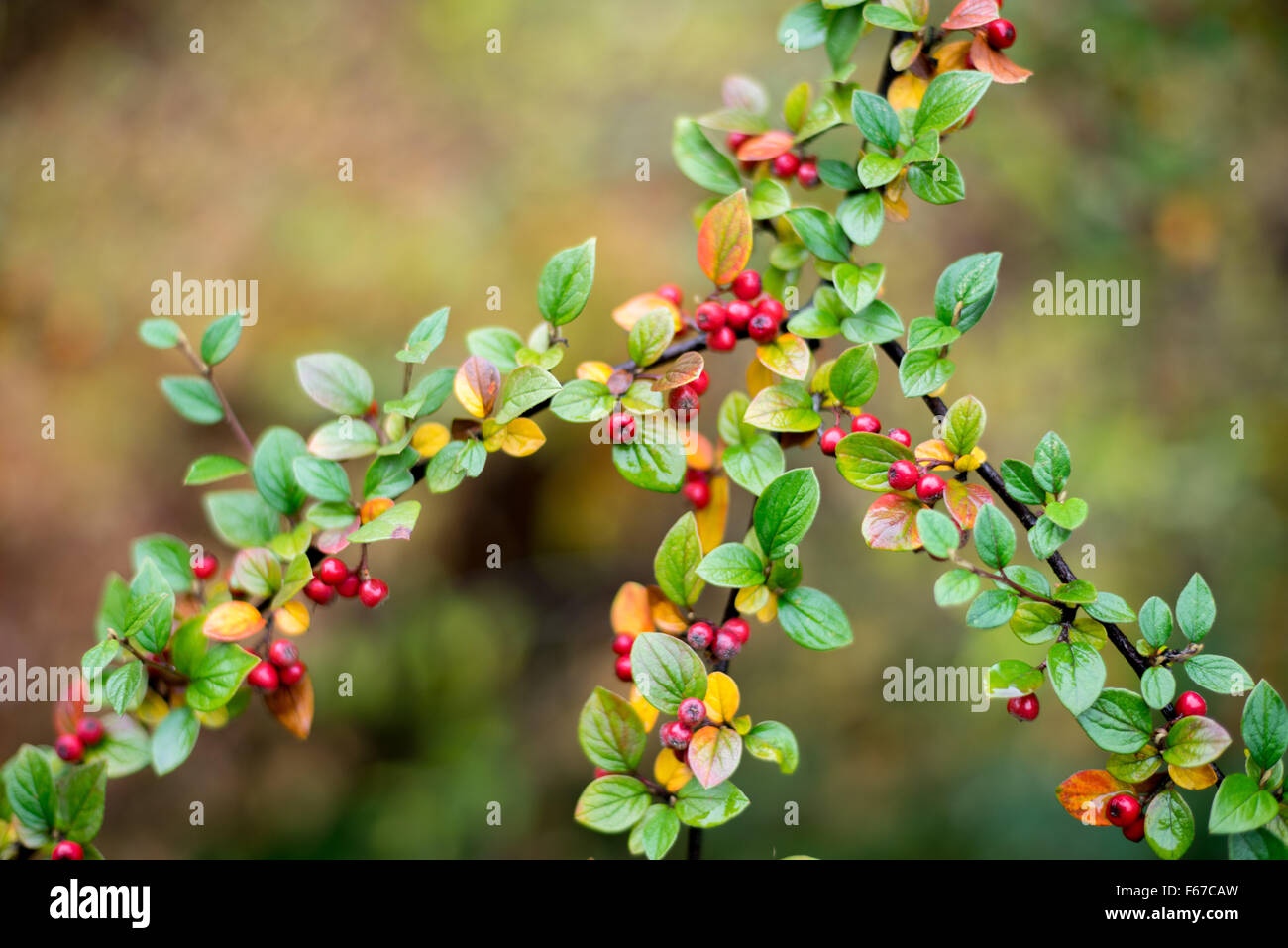 Cortoneaster colori d'autunno foglie e bacche rosse Foto Stock