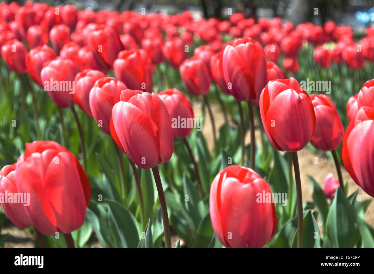 Tulip garden in Giappone fiore rosso Foto Stock