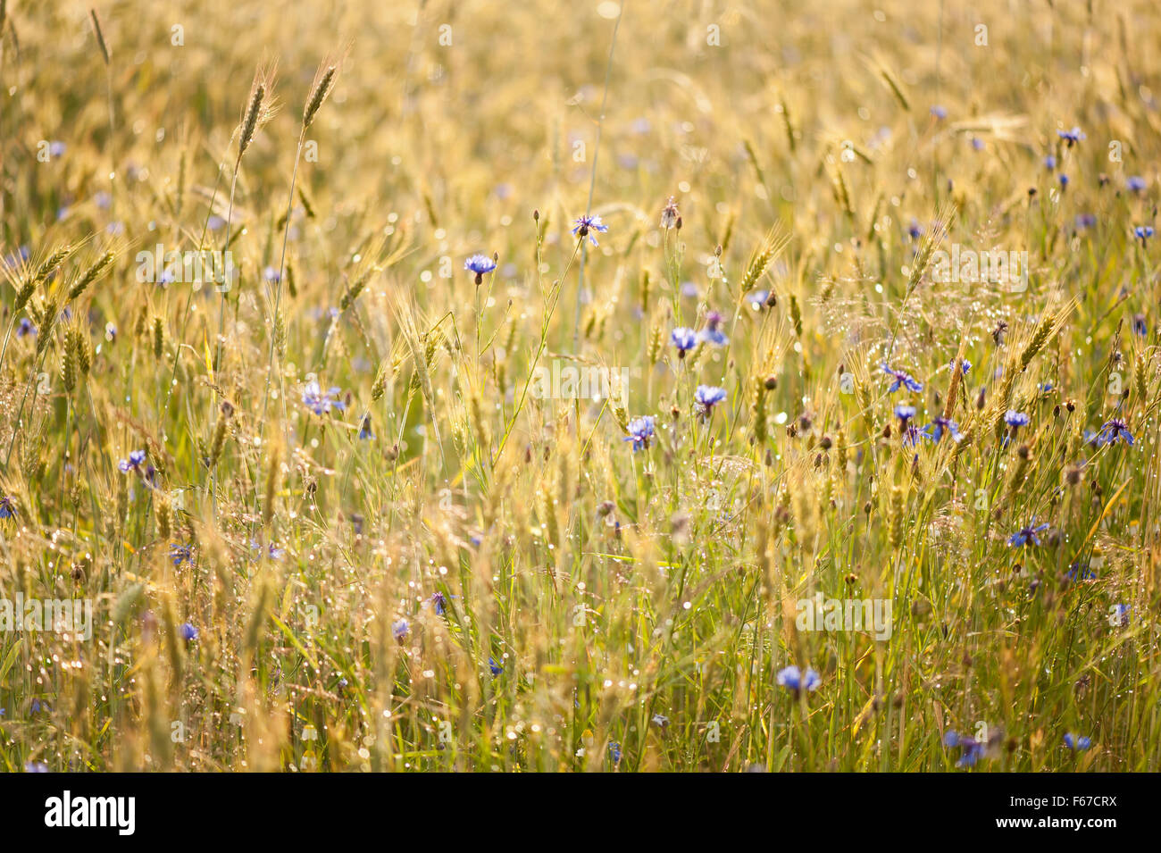 Prato umido dopo la pioggia le gocce di pioggia che brilla nel sole sul verde e fresco piante di cereali, erba e cornflowers in campo... Foto Stock