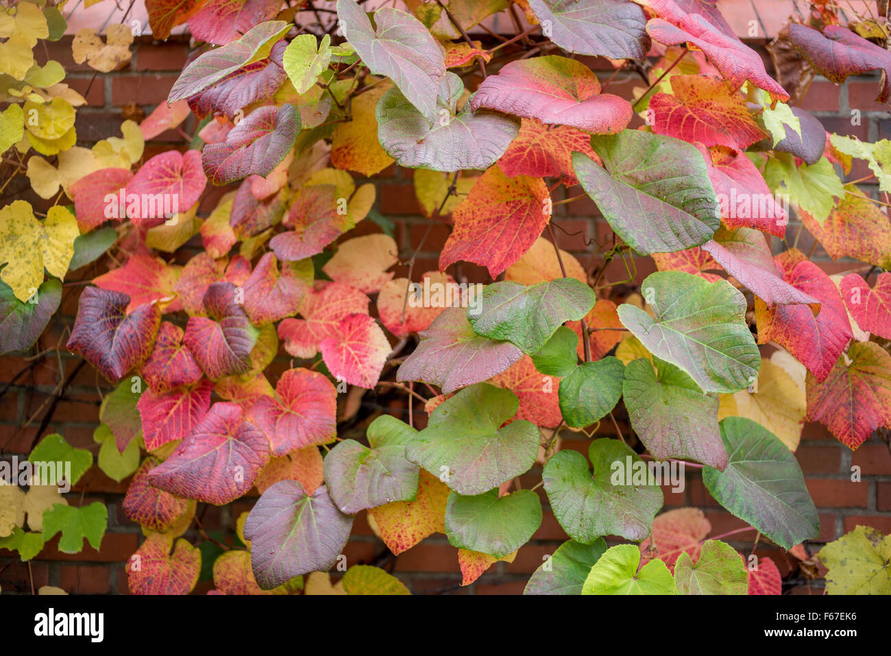 Crimson vite gloria Gloryvine colorato Foglie di autunno Vitis coignetiae Foto Stock
