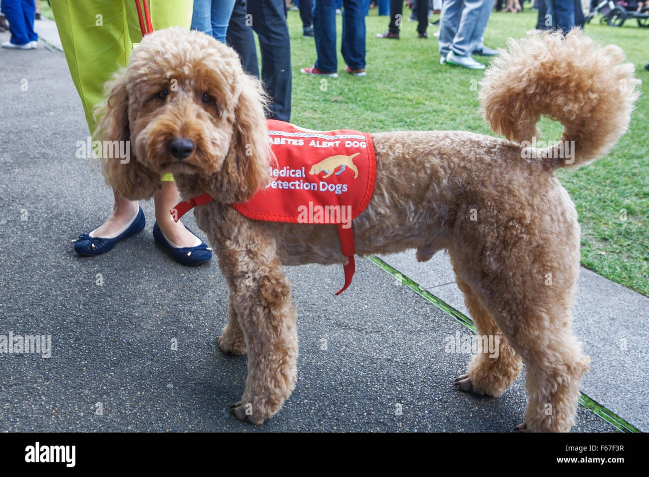 Diabetes Alert cane in Londra, Regno Unito. Foto Stock