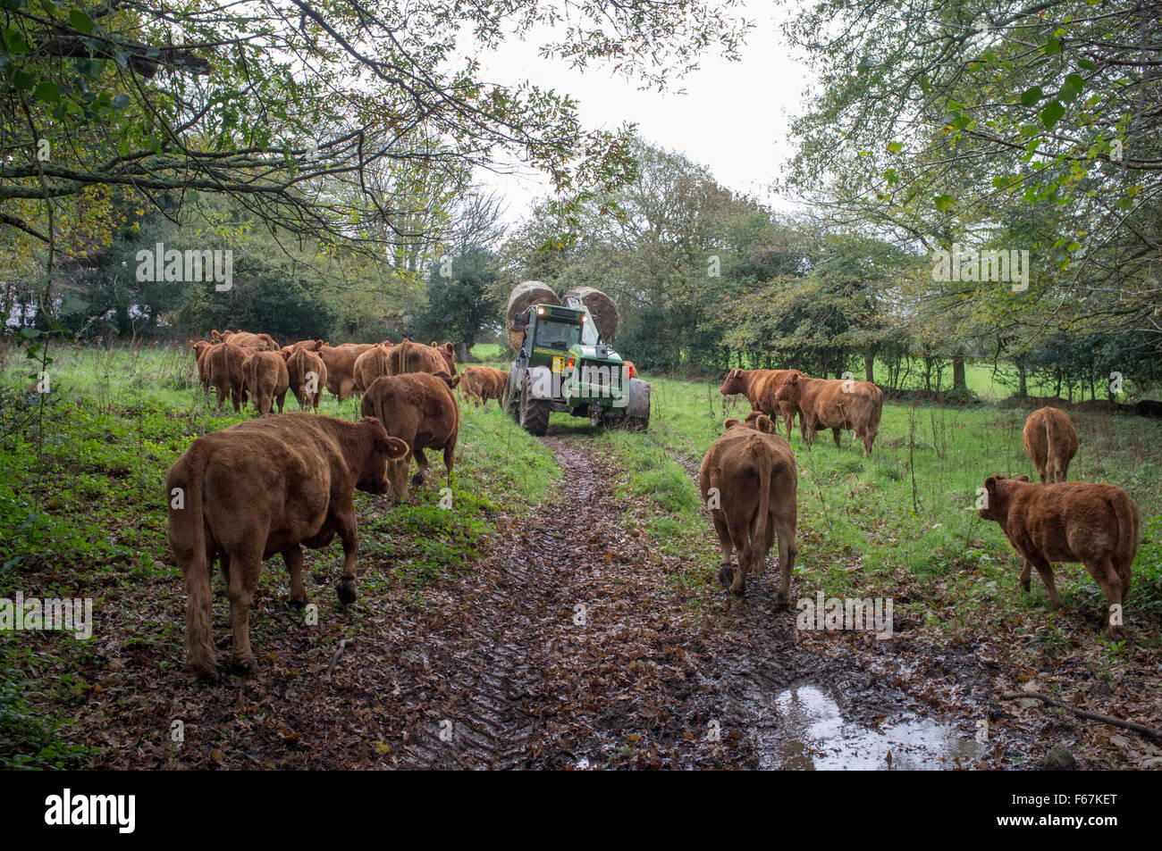 South Devon vacche seguendo il fieno di essere caduto in un campo. Foto Stock