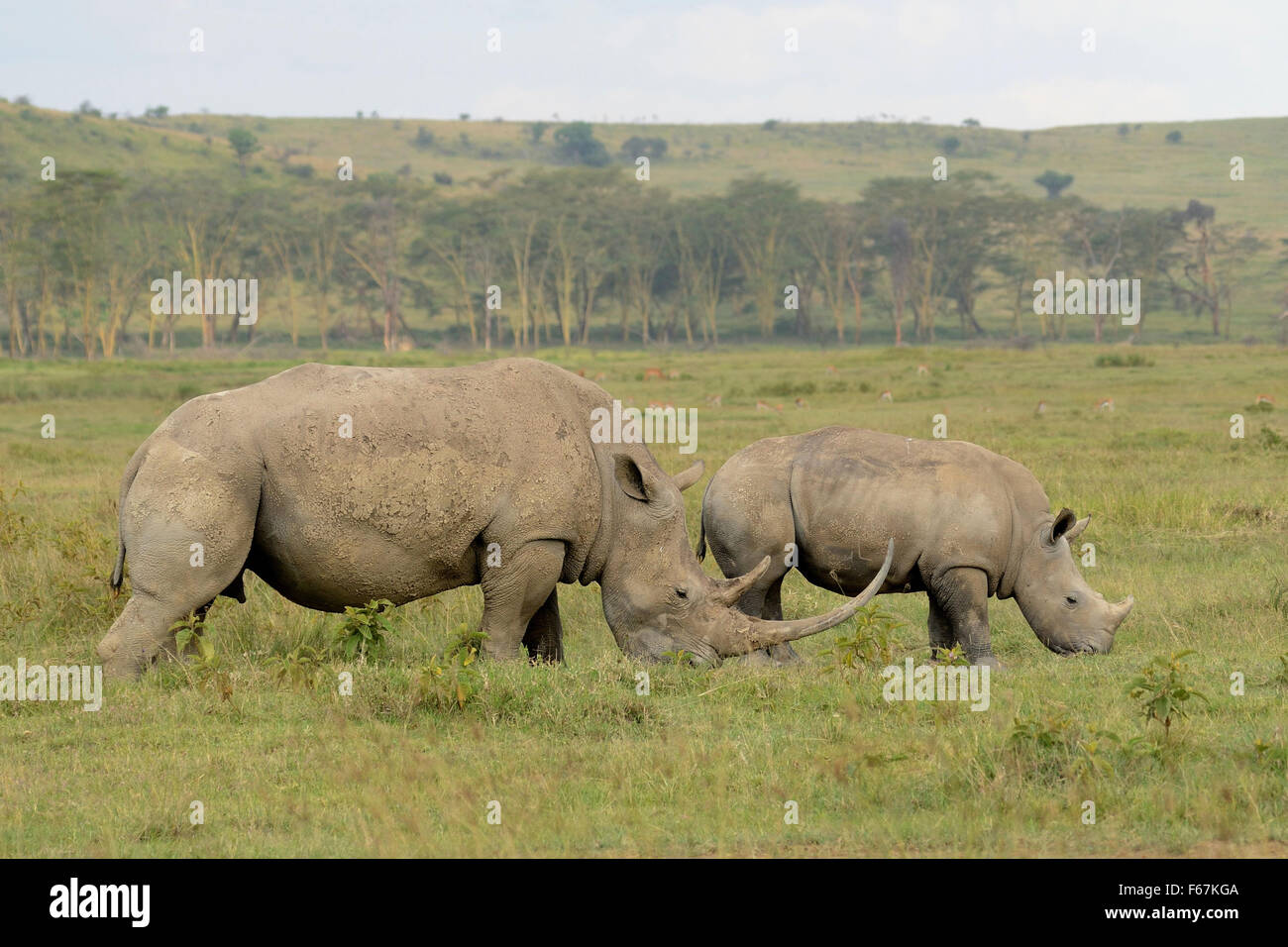 Due rinoceronte bianco mangiare erba nella boccola Foto Stock