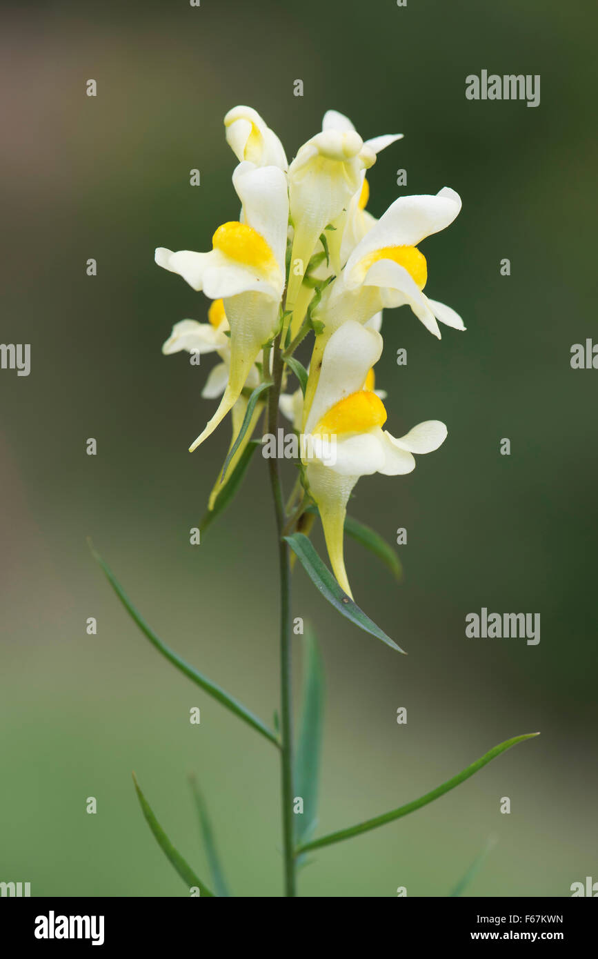 Toadflax comune, giallo toadflax o burro e uova (Linaria vulgaris), Emsland, Bassa Sassonia, Germania Foto Stock