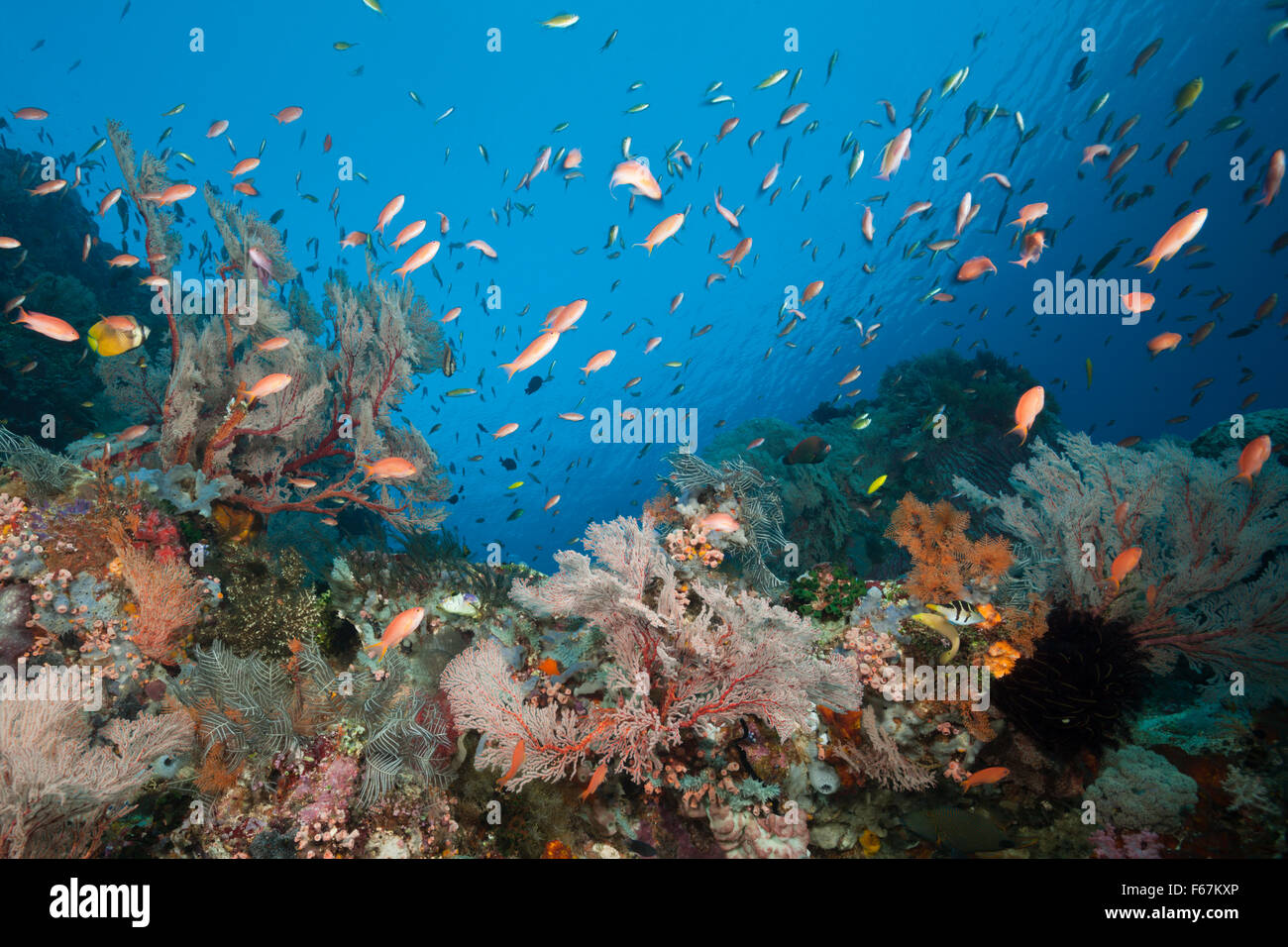 Ricche di specie della Barriera Corallina, Parco Nazionale di Komodo, Indonesia Foto Stock