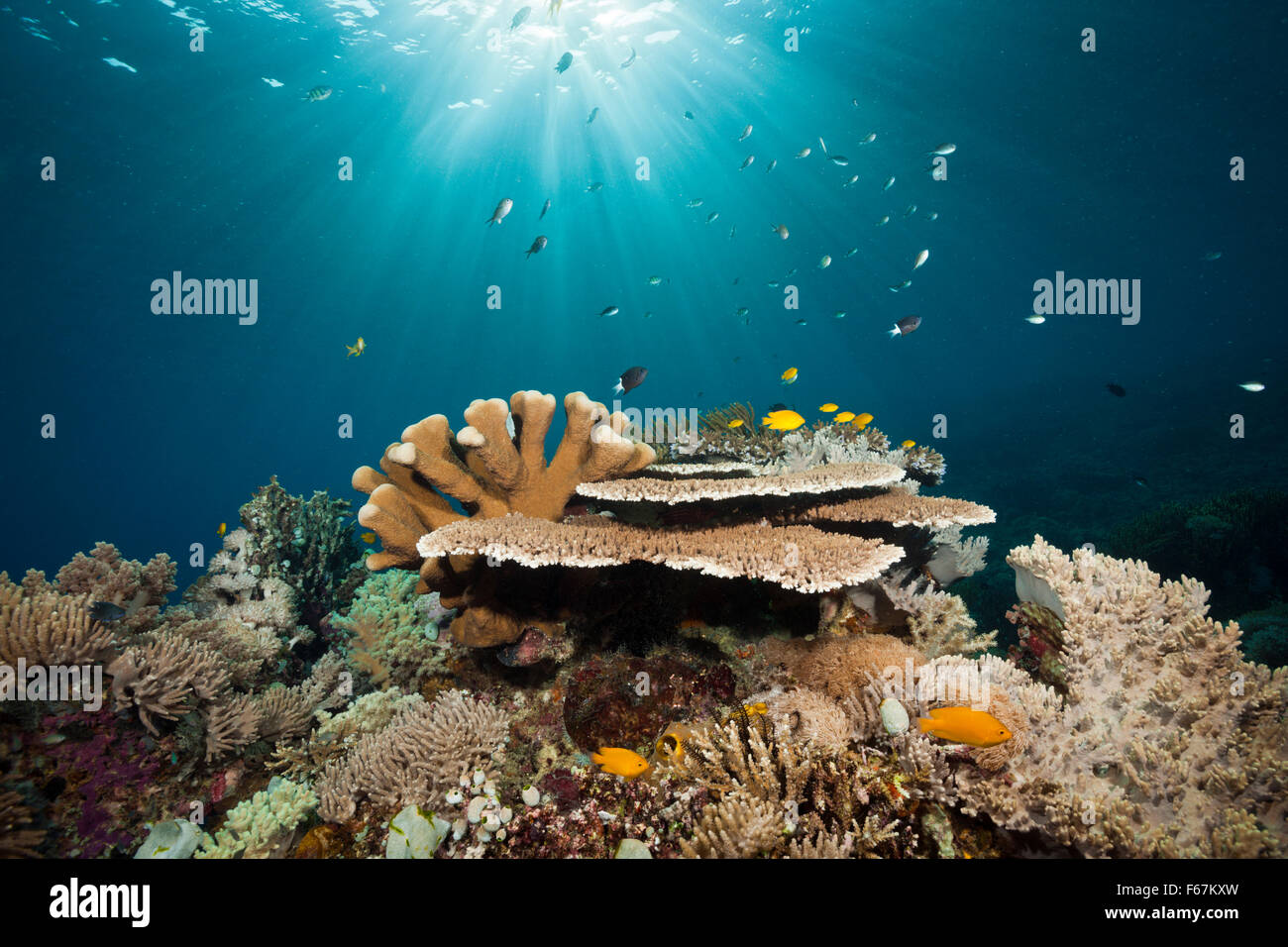 Hard Coral Reef, Parco Nazionale di Komodo, Indonesia Foto Stock