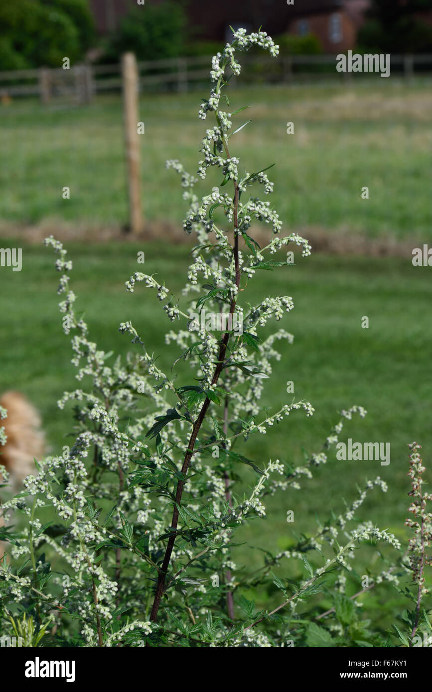 Artemisia, Artemesia vulgaris, fiore spike, Berkshire, Agosto Foto Stock