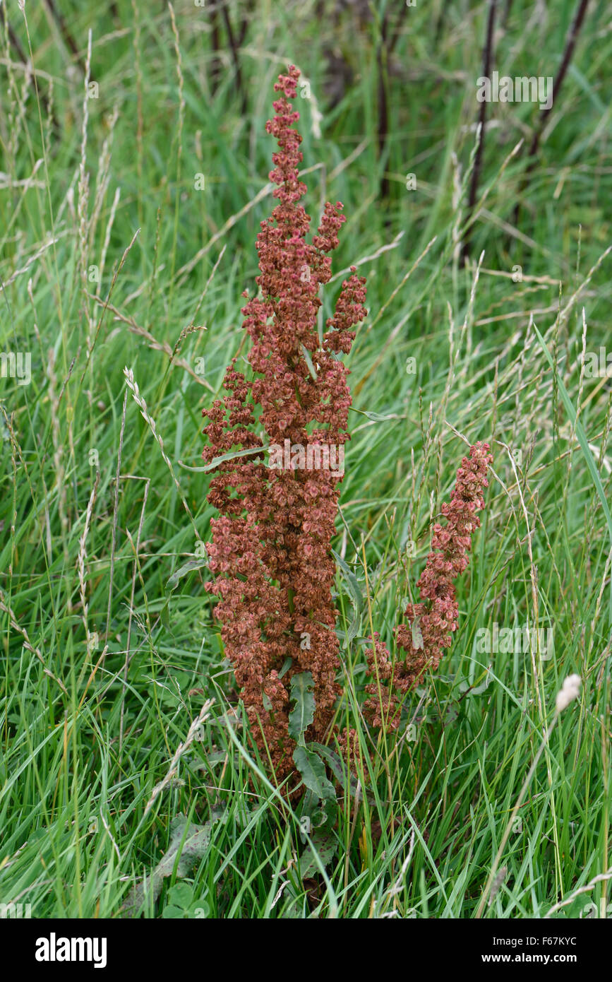 Un dock arricciata, Rumex crispus, semina in erba dei pascoli, Berkshire, Agosto Foto Stock