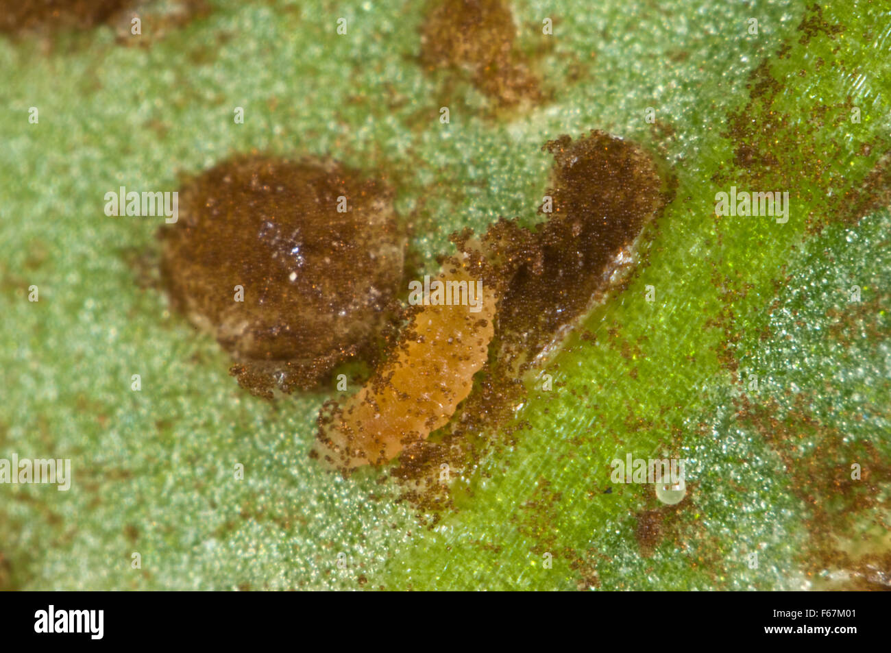 La fotomicrografia di midge larvae alimentazione sulle spore di antirrhinum ruggine, Puccinia, arenariae, pustule Foto Stock