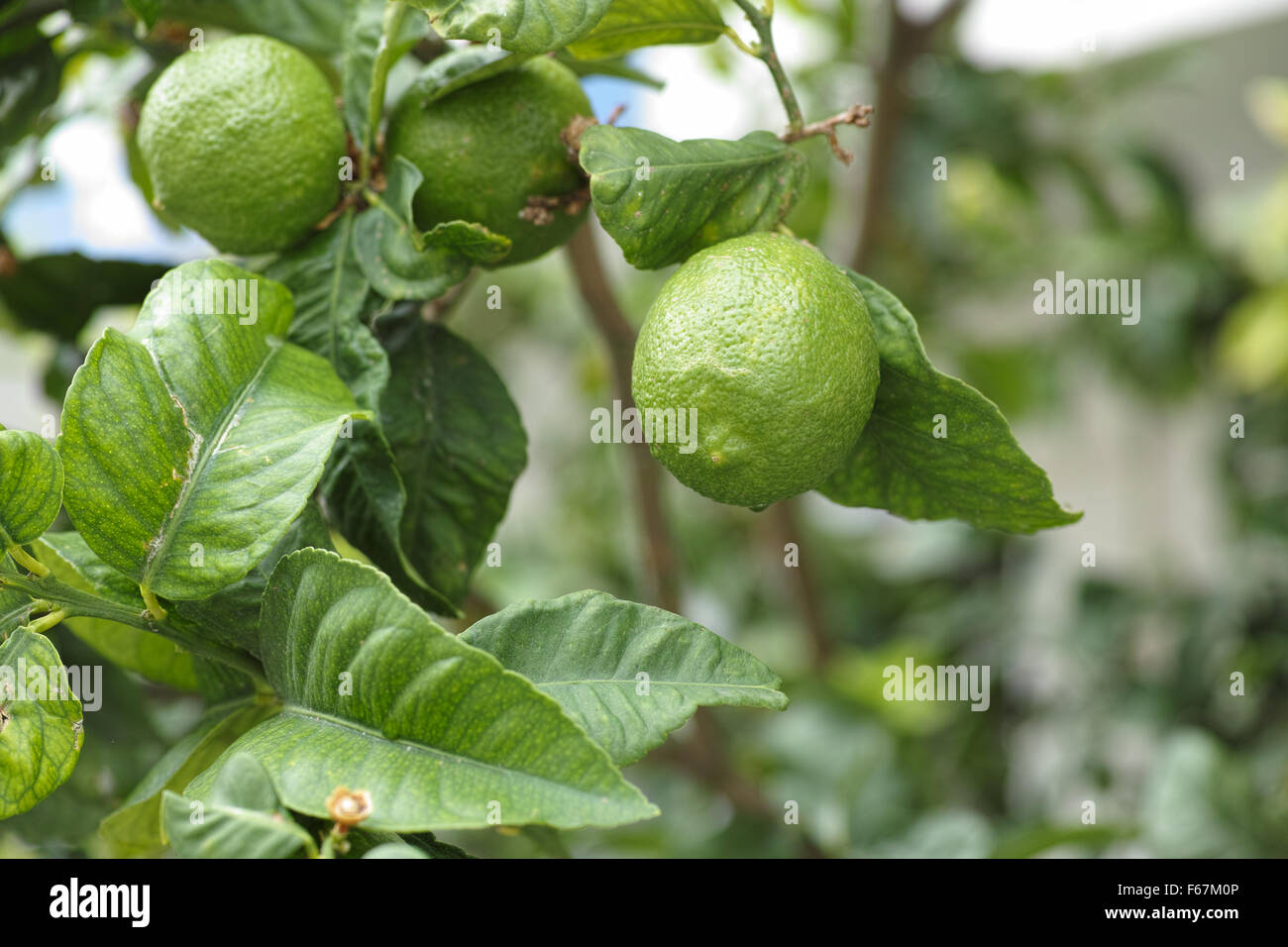 Albero di limone verde con i limoni. Close up. Foto Stock