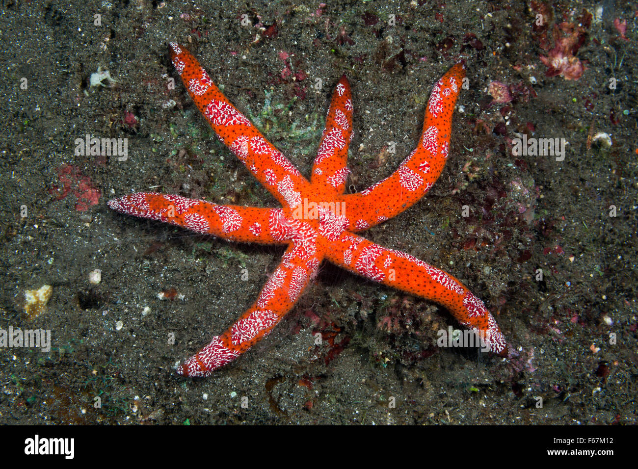 Sei armati Luzon Starfish, Echinaster luzonicus, Parco Nazionale di Komodo, Indonesia Foto Stock
