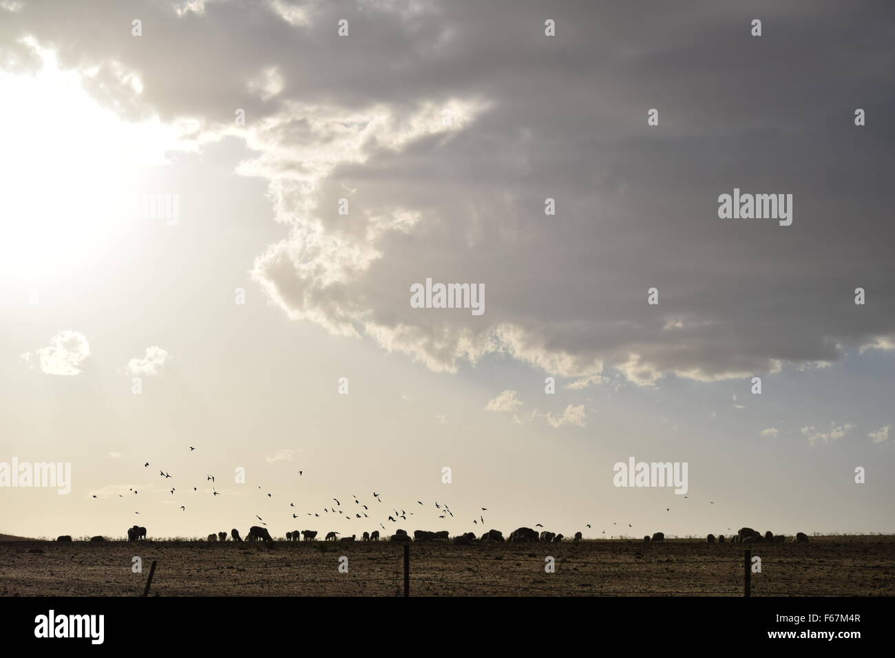 Il sole splende su uno stormo di uccelli e di alcune pecore. Le nubi sono inizio a coprire il sole e i raggi di luce sono fusi Foto Stock