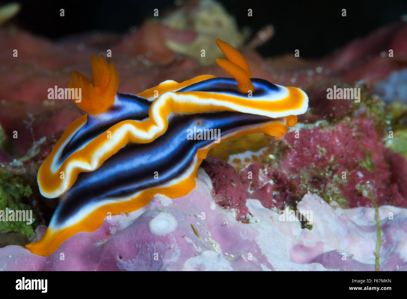 Dorid Nudibranch, Chromodoris magnifa, Parco Nazionale di Komodo, Indonesia Foto Stock