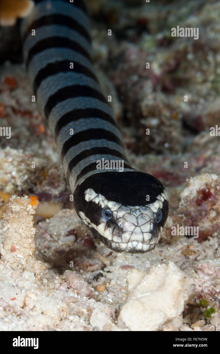 Mare nastrati Snake, Laticauda colubrina, Parco Nazionale di Komodo, Indonesia Foto Stock
