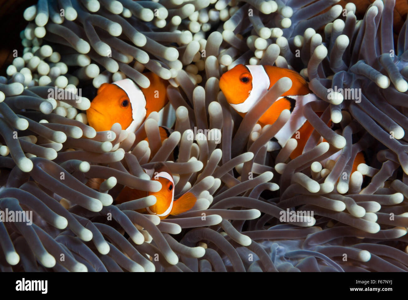 Clown Anemonefishes, Amphiprion ocellaris, Bali, Indonesia Foto Stock