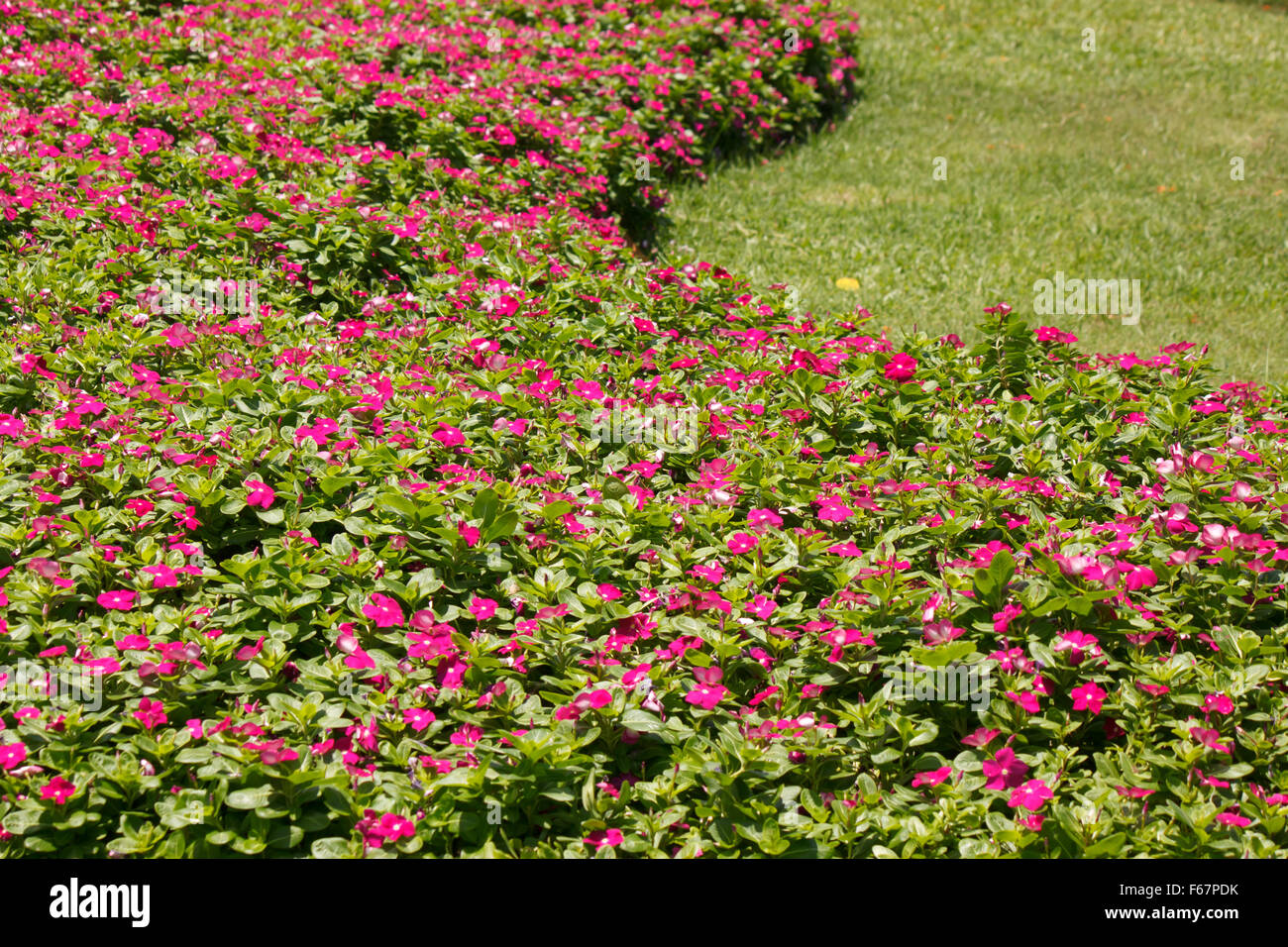 Fiore in giardino Foto Stock