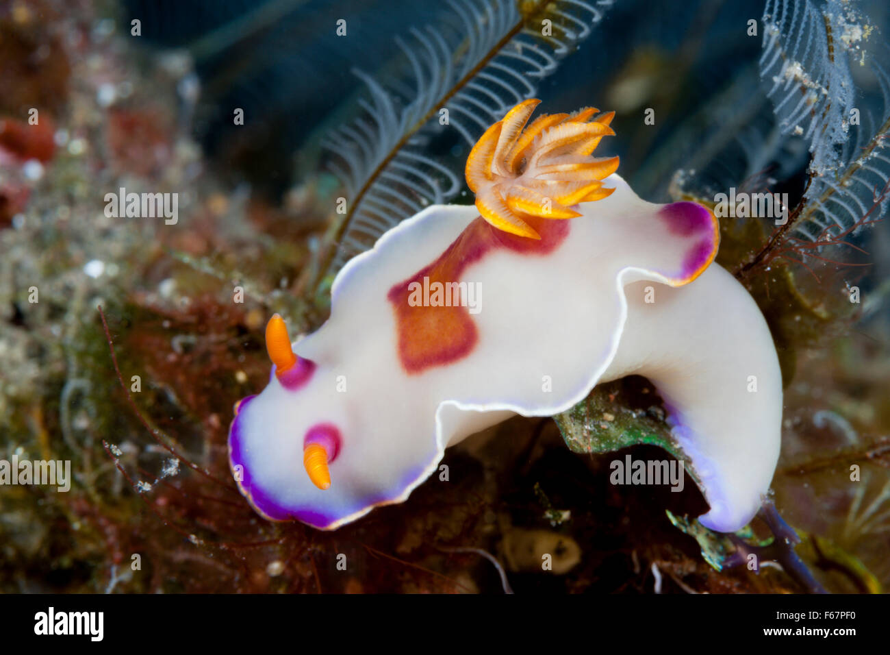 White Dorid Nudibranch, Hypselodoris sp., Bali, Indonesia Foto Stock