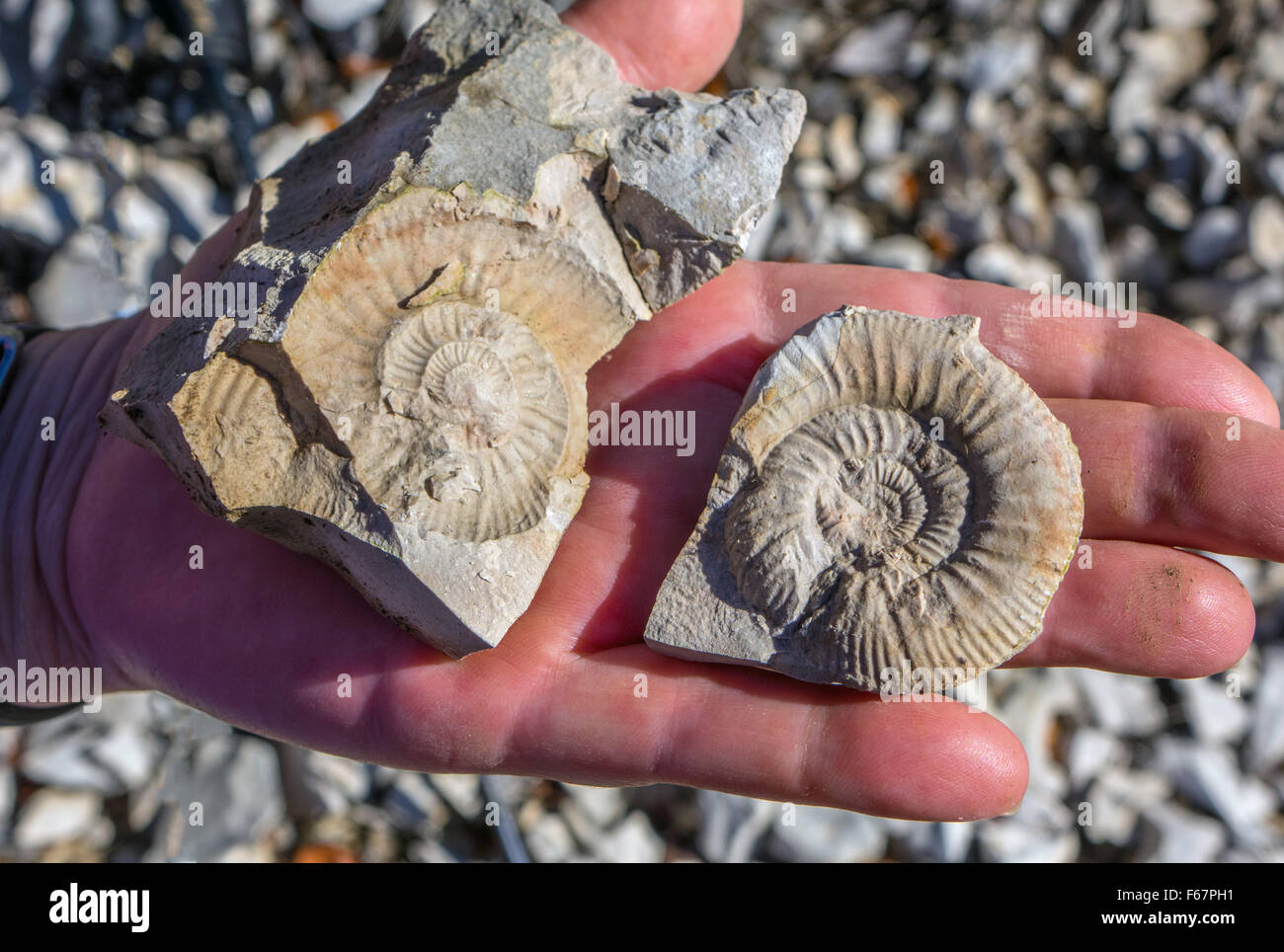 Ammonita combustibili in rock tenuto in mano, Foto Stock