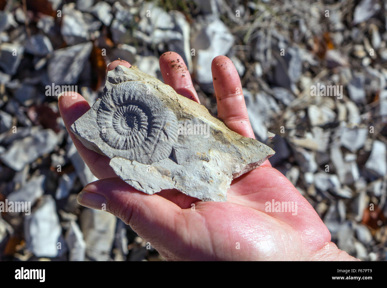 Ammonita combustibili in rock tenuto in mano, Foto Stock